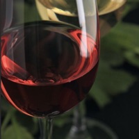 红酒鉴赏