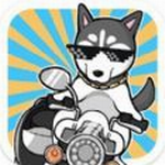 养只二哈不容易3