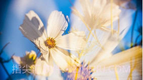 桃喜相机v1.0.7截图