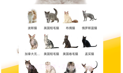 有只宠物v1.0.17截图