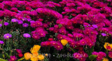 柠檬分身相机v1.9截图