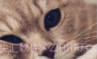 爱猫物语宠物店APPV1.0.9截图