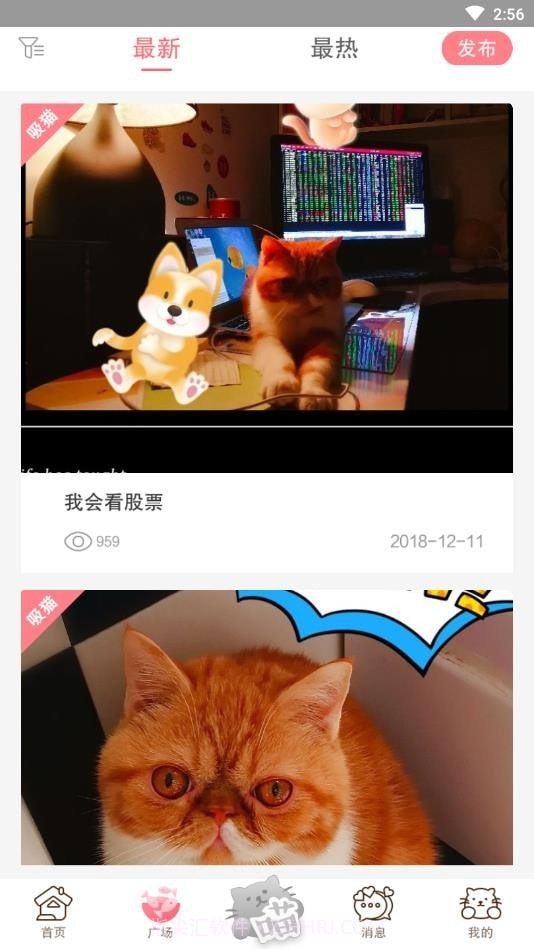 猫咪汇截图3