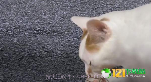 猫头怪谈截图1