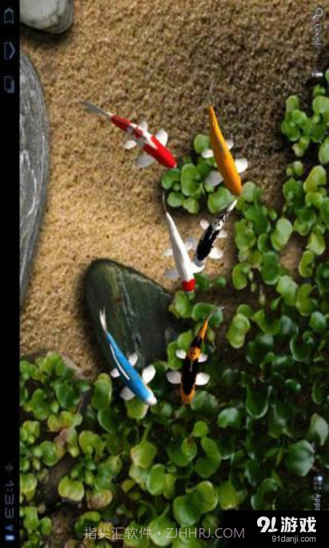 锦鲤3D动态壁纸截图3 锦鲤3D动态壁纸截图3