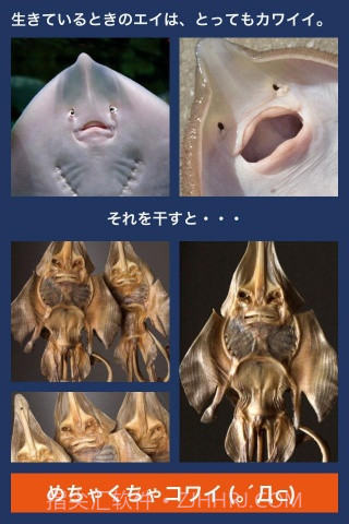 超体验晒鱼截图3 超体验晒鱼截图3