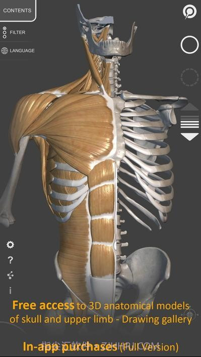 艺术家之3d解剖图截图1 艺术家之3d解剖图截图1