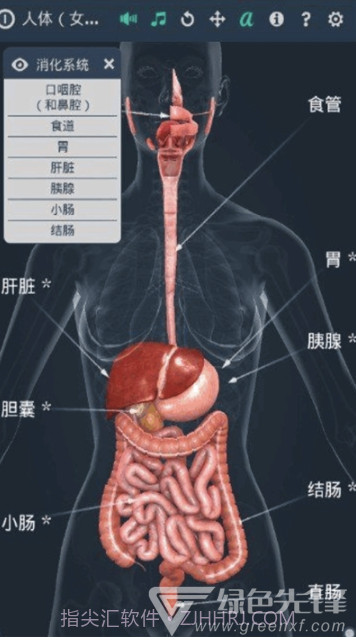 人体系统女性3D软件(专业3D人体结构)V1.1 安卓最新版截图1