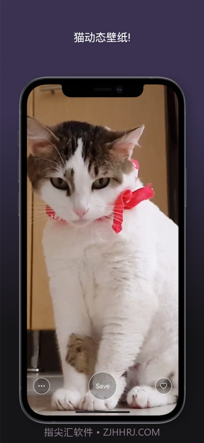 猫动态壁纸截图9 猫动态壁纸截图9