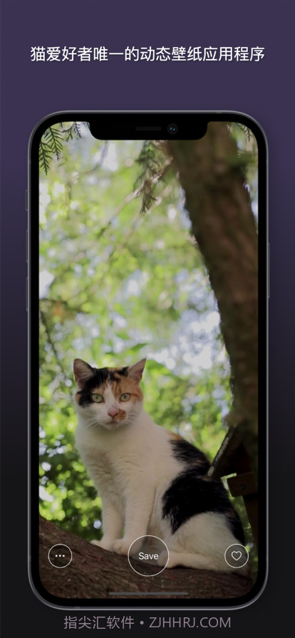 猫动态壁纸截图7 猫动态壁纸截图7