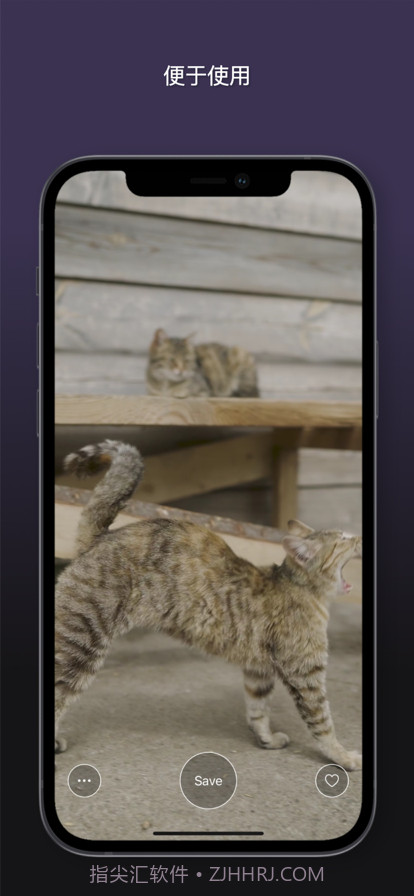 猫动态壁纸截图8 猫动态壁纸截图8