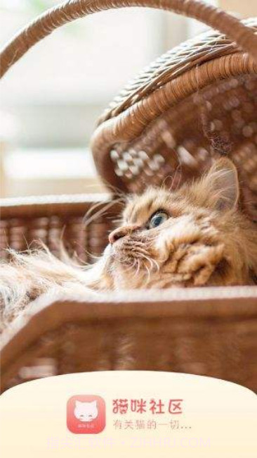 猫咪app截图3 猫咪app截图3