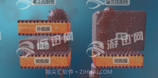 细菌互动教育官网版截图2