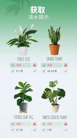 繁花盛开截图1 繁花盛开截图1