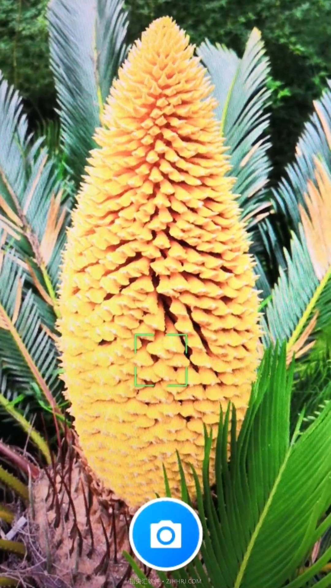 君子兰宝匣截图4 君子兰宝匣截图4